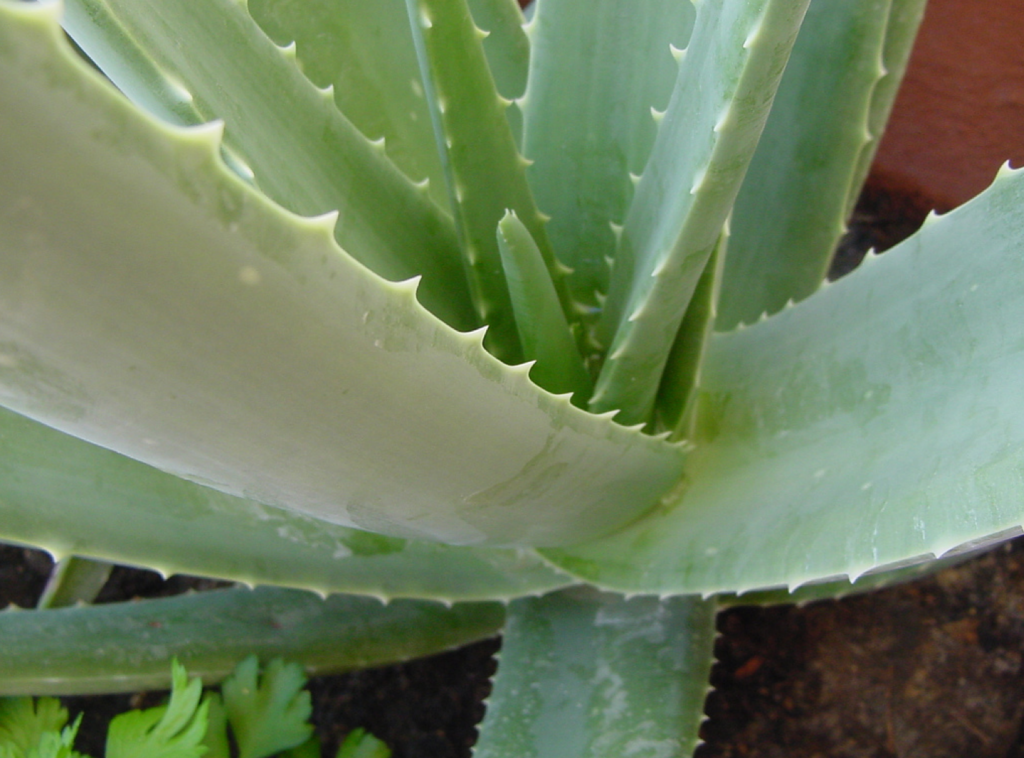 Wiedergeboren – eine alte Heilpflanze gewinnt an neuem Glanz 1 aloe vera