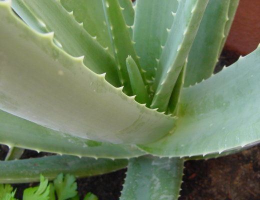 aloe vera