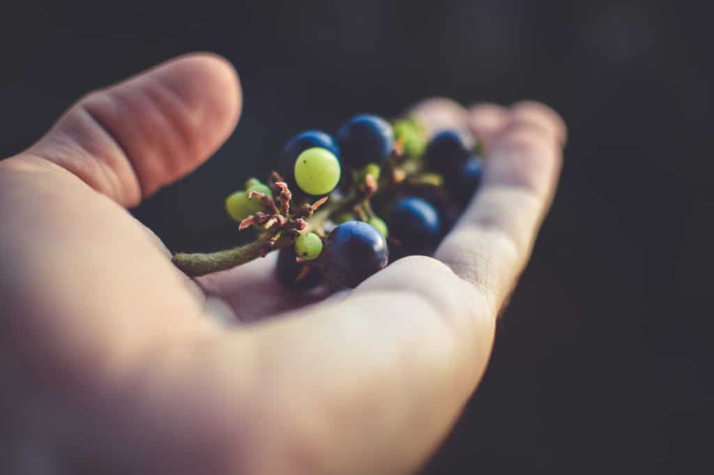 Den Körper entgiften - Das sind die besten Lebensmittel 1 entgiftende gemuese obst detox weintrauben