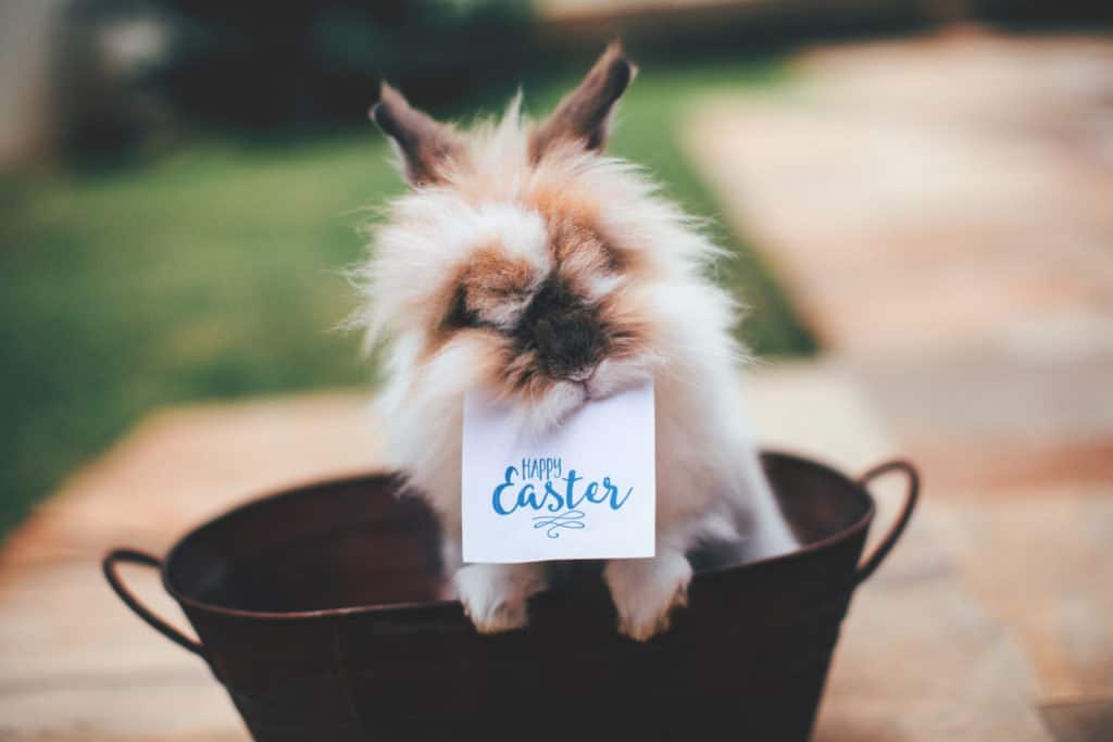 Sports-Insider wünscht frohe Ostern! 1 frohe ostern