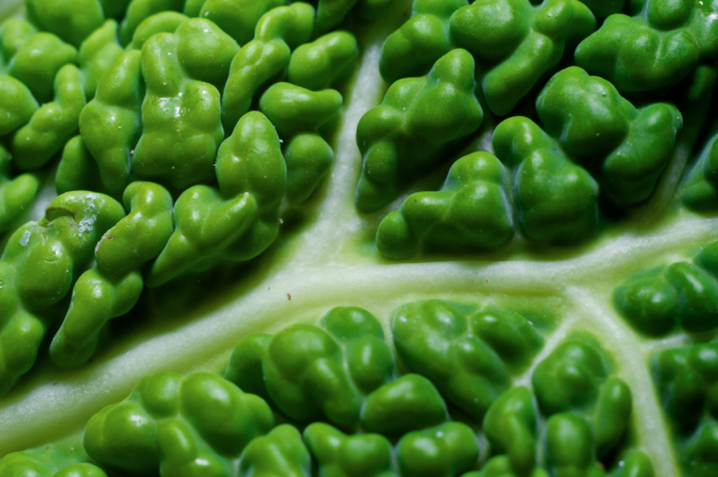 gehirn ernaehrung diaet essen