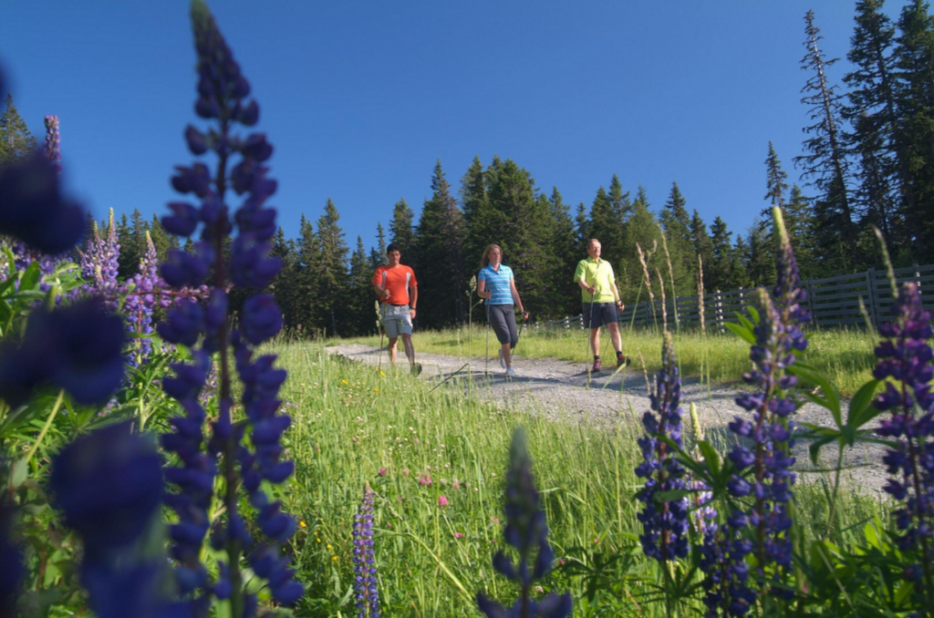 nordic walking rentner bewegung sport