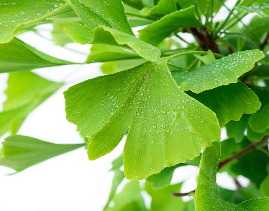 Die heilende Kraft des Ginkgo 1 ginkgo biloba