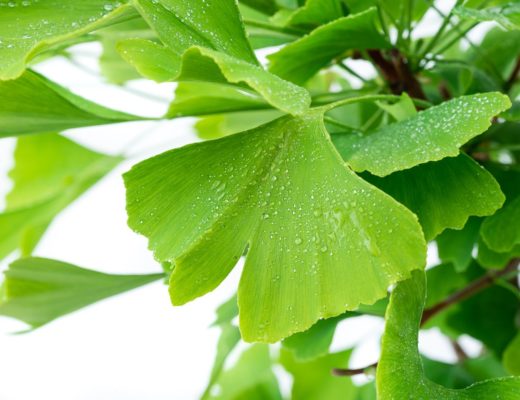 ginkgo biloba