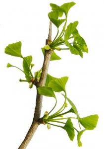 gingko Ginkgo