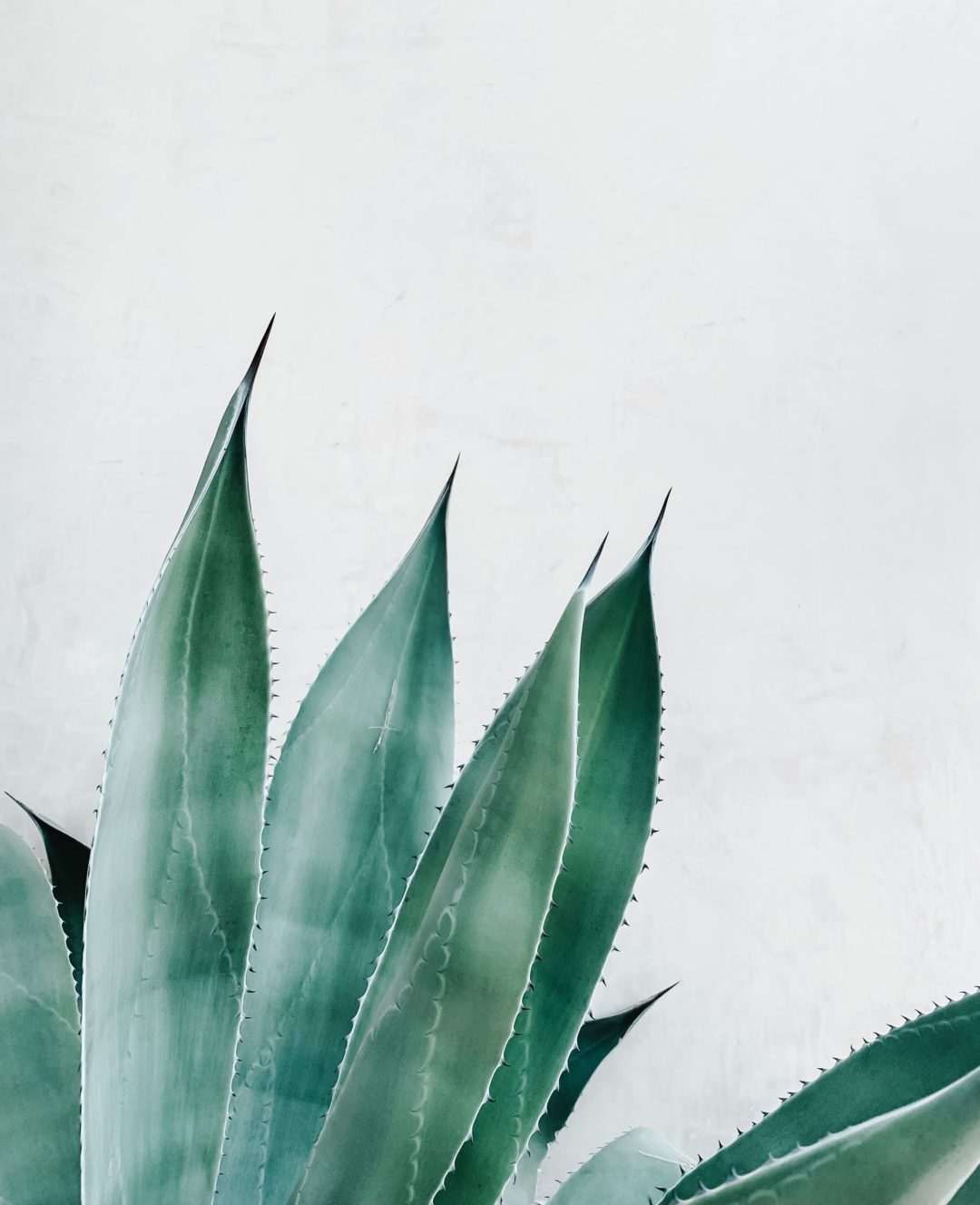 aloe vera pflanze