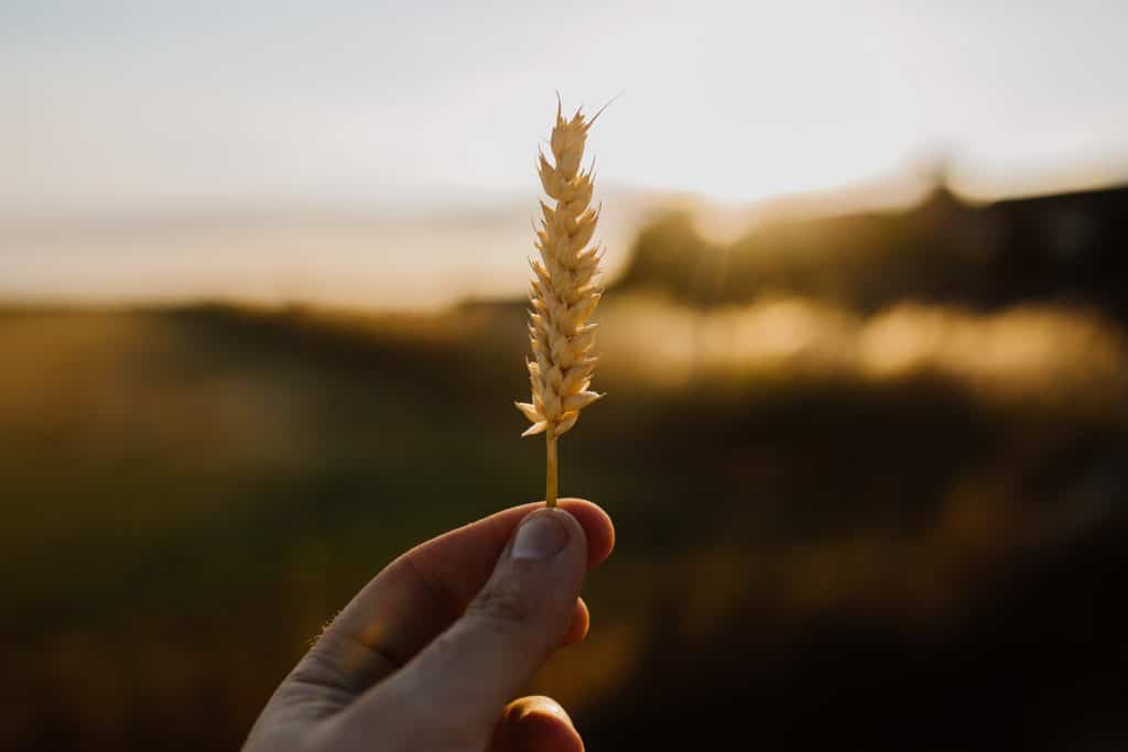Hollywood schwört auf Gluten-Diät – Experten sind skeptisch 1 weizen Zoelliakie glutenfrei gluten diaet