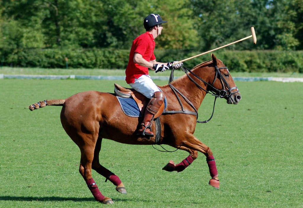 Polo: Eine Sportart öffnet sich 1 polo sport pferd