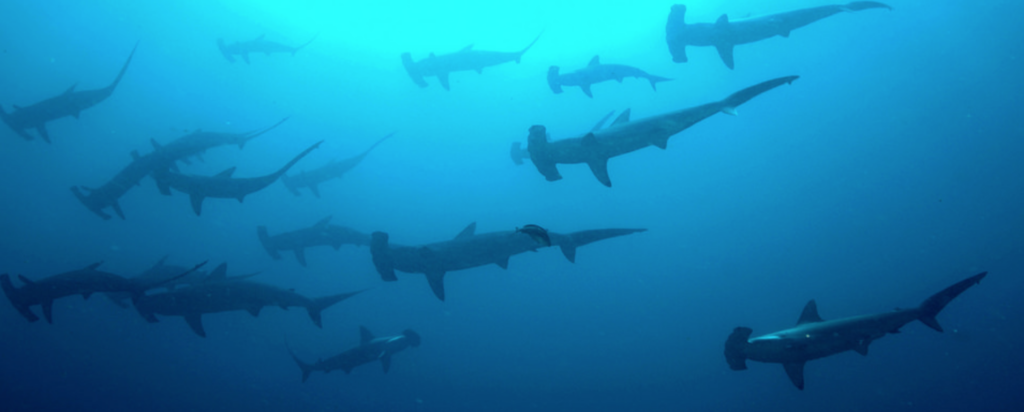 haie schwimmen tauchen apnoe