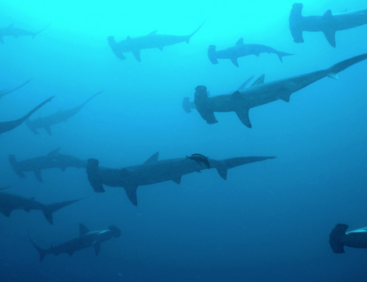 haie schwimmen tauchen apnoe