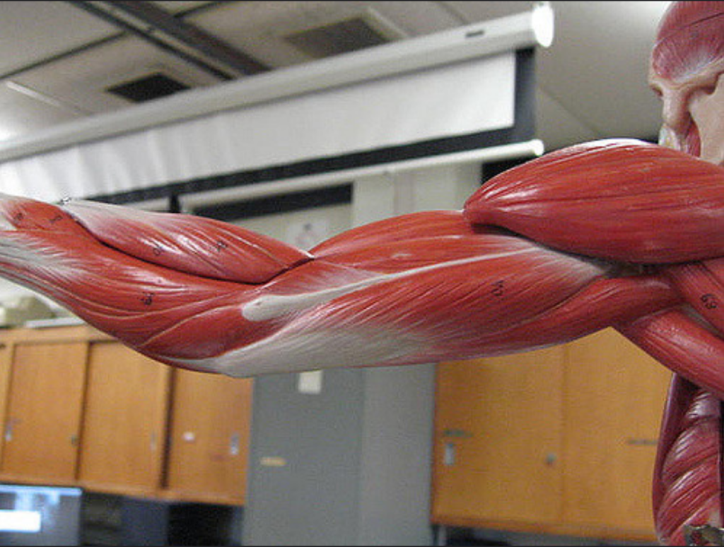 muskulatur muskelarten