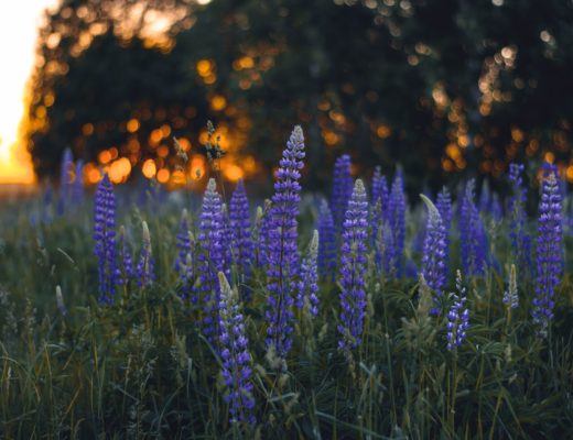 Lupinensamen Pflanzen Protein Eiweiss