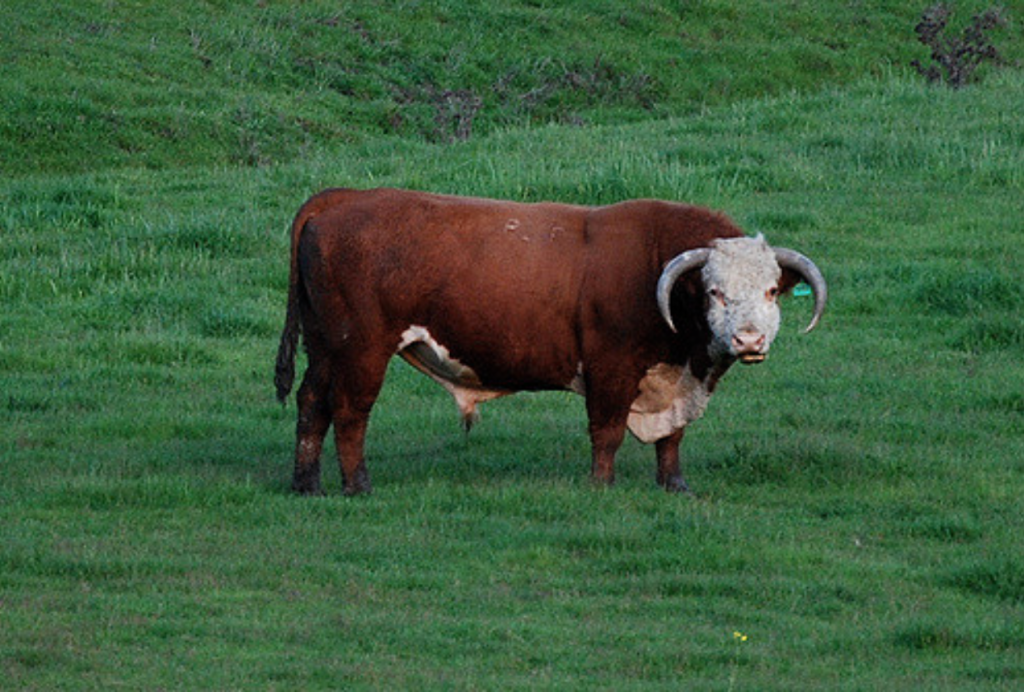 BIO kaufen bedeutet nicht immer etwas Gutes tun! 1 weiderrind bio foodwatch