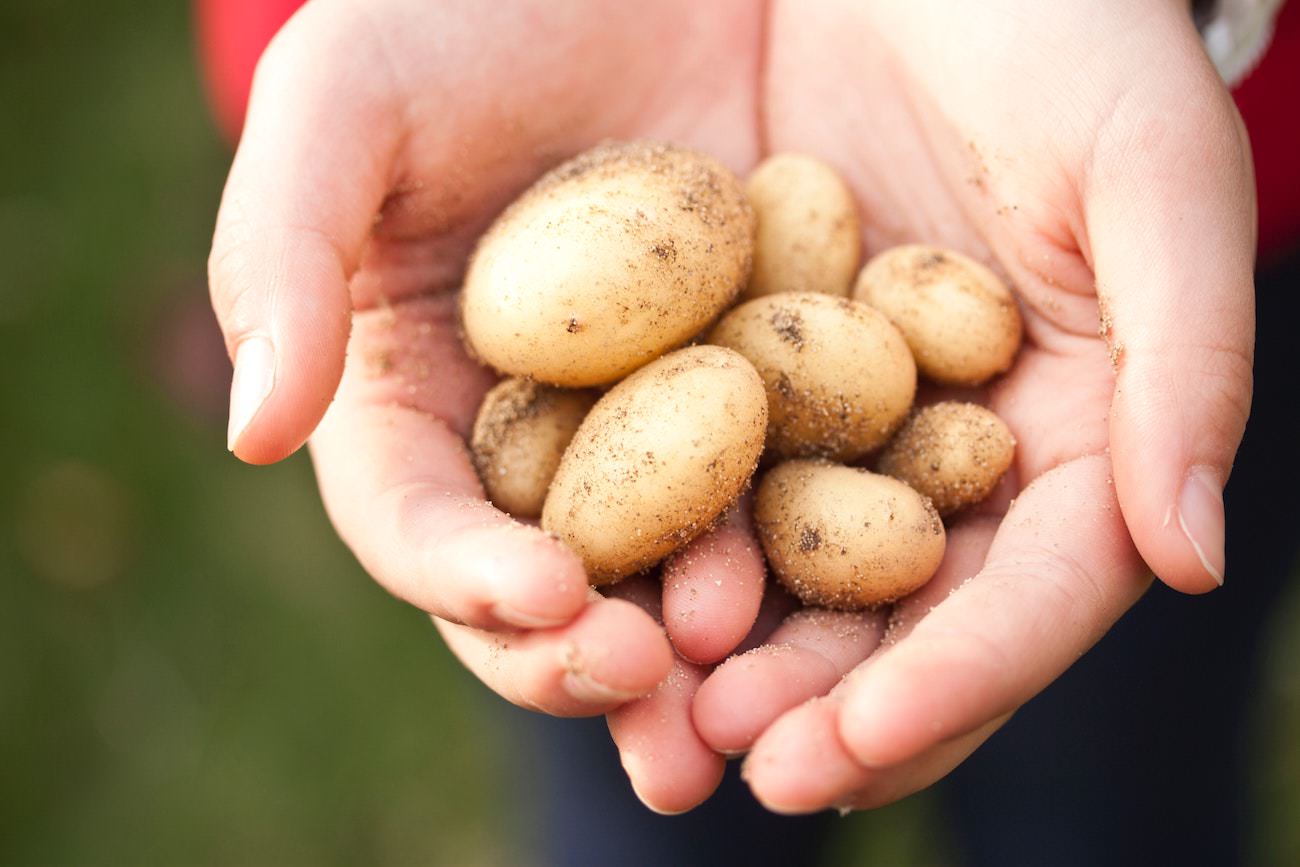 kalorien kartoffeln gesund kohlenhydrate