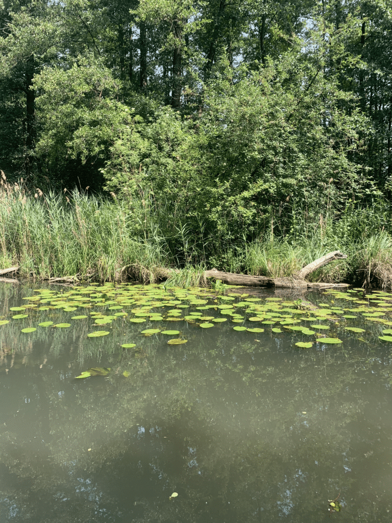 sup stand up paddling spreewald 5