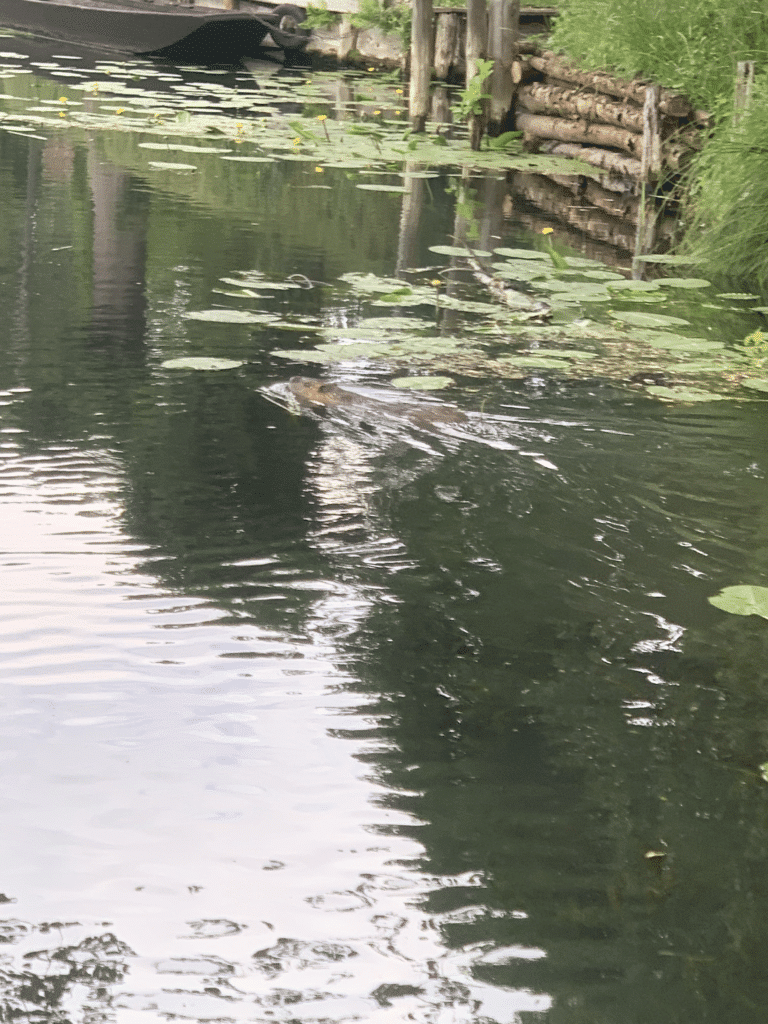 sup stand up paddling spreewald bieber 28