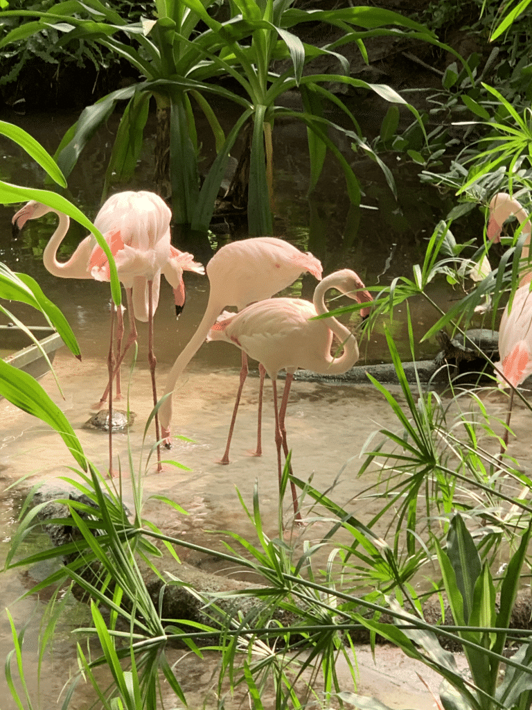 tropical islands ferienhaus test erfahrungen 10 flamingos