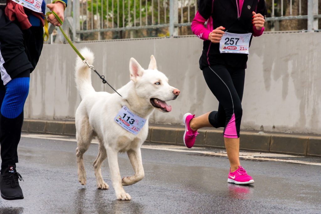 joggen mit hund laufen ab wann wie lange welche rassen hunderassen