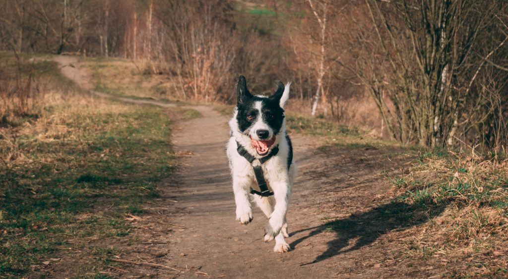 joggen mit hund laufen ab wann wie lange welche rassen hunderassen 4