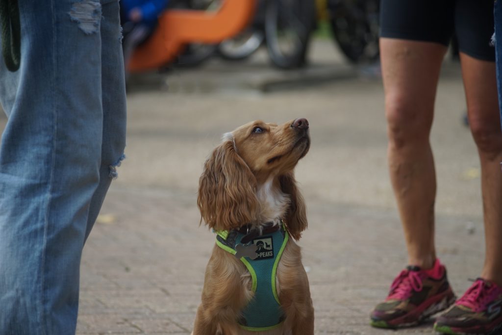 laufgeschirr fuer hunde geschirr joggen