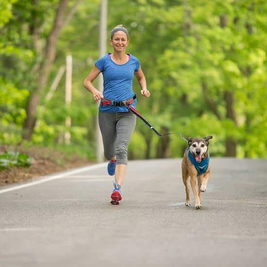 laufgeschirr hunde geschirr zum laufen joggen