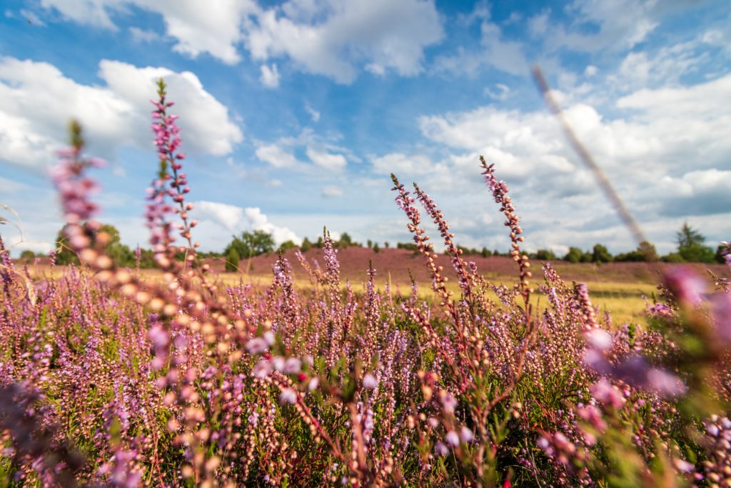 schoenholzer heide