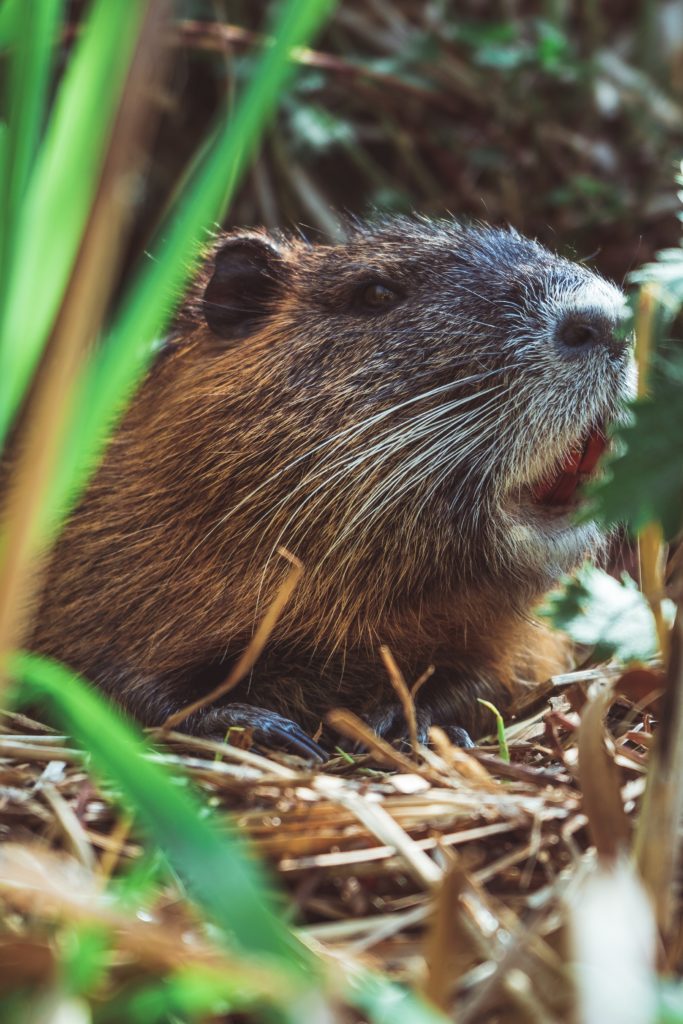 spreewald nutria biber