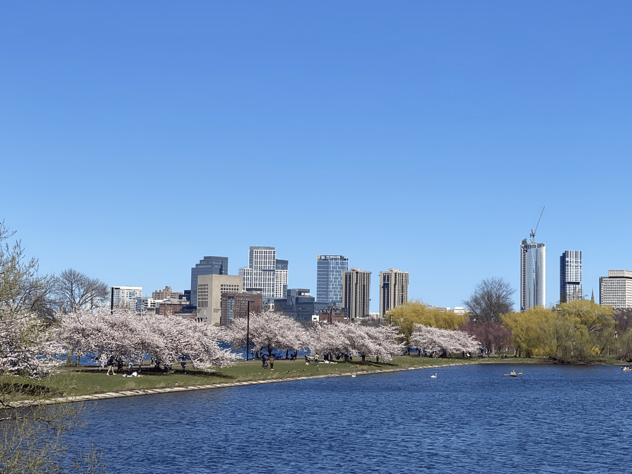 boston sightseeing skyline blueten