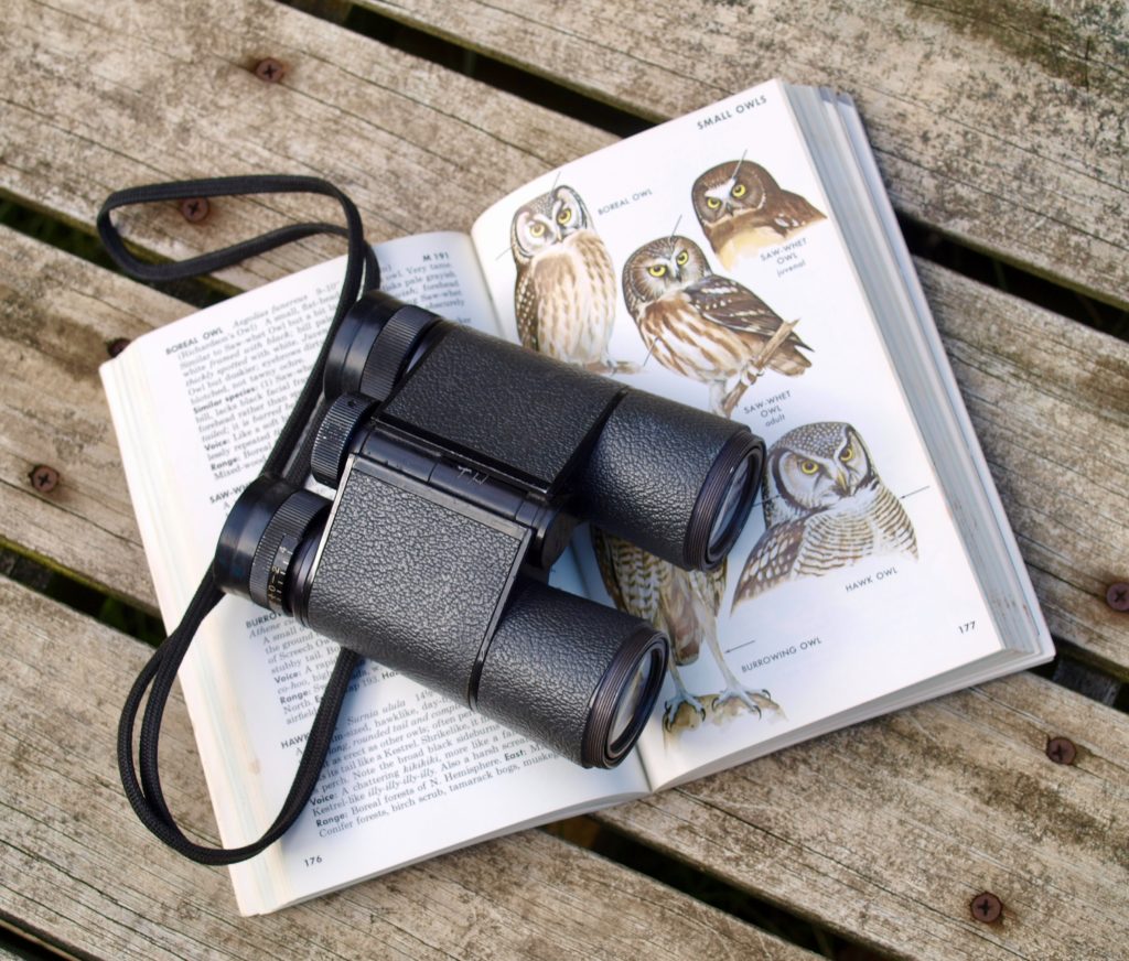 Fernglas zum Wandern: Auf diese 4 Punkte sollte man beim Kauf achten! 2 fernglas kaufen voegel beobachten