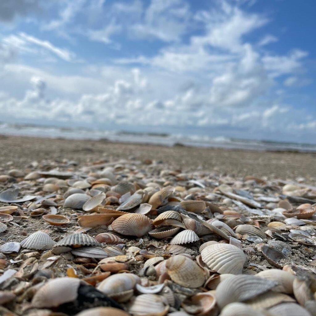 meer muscheln urlaub daenemark