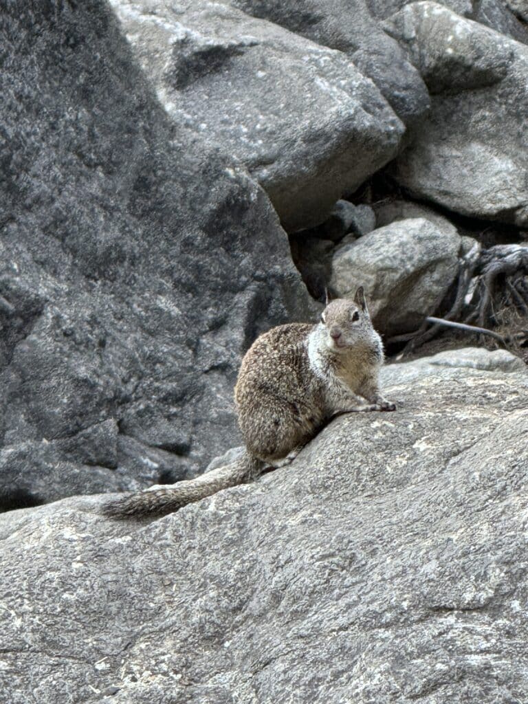 Im Spagat den Endspurt sprinten? Das lief im Juli 2024. 20 yosemite nationalpark highlights reiseblog bericht 6