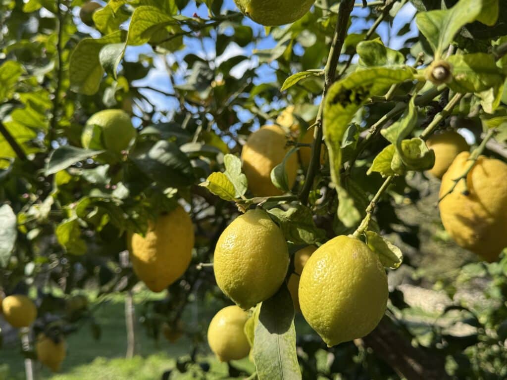 Ab wie viel kg ist man ein Fliegengewicht? Das lief im März 2025. 13 finca serena mallorca yoga retreat hurom 1