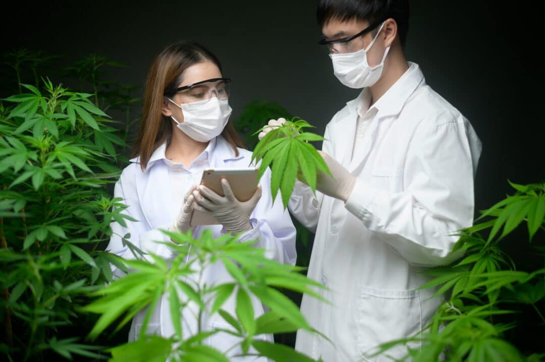 medizinisches cannabis rezept deutschland wie