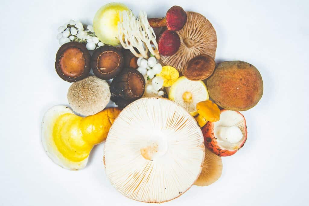 vitalpilze heilpilze Cordyceps Shiitake Shaga Loewenmaehne Reishi