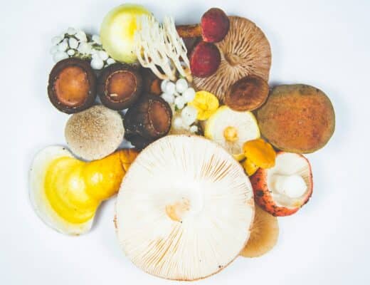 vitalpilze heilpilze Cordyceps Shiitake Shaga Loewenmaehne Reishi